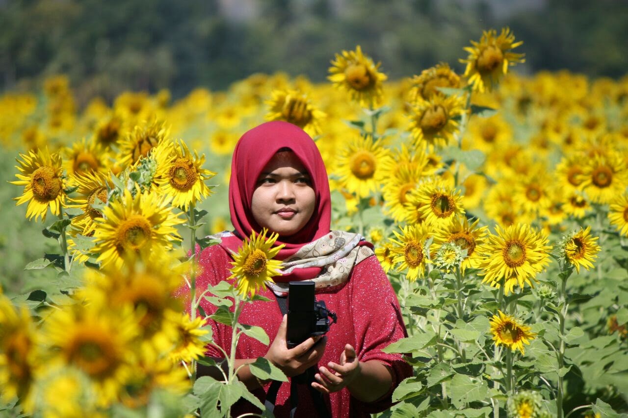 Wisata Padang Bunga Matahari Lopburi Yang Menakjubkan