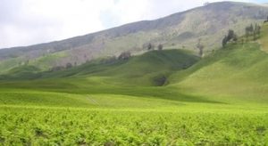 Wisata Di Gunung Bromo Indonesia
