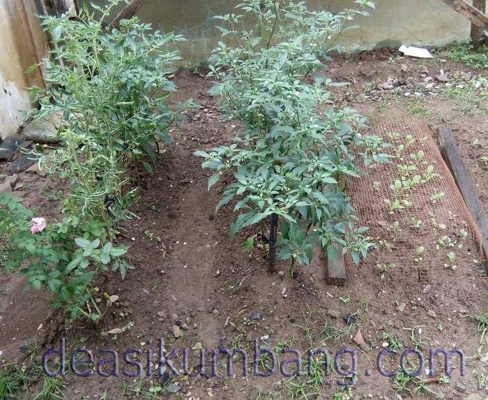 Mensiasati Harga Kebutuhan Pokok