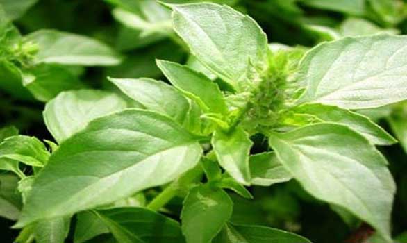 Tanaman Pekarangan Yang Bisa Membuat Wanita Cantik Alami