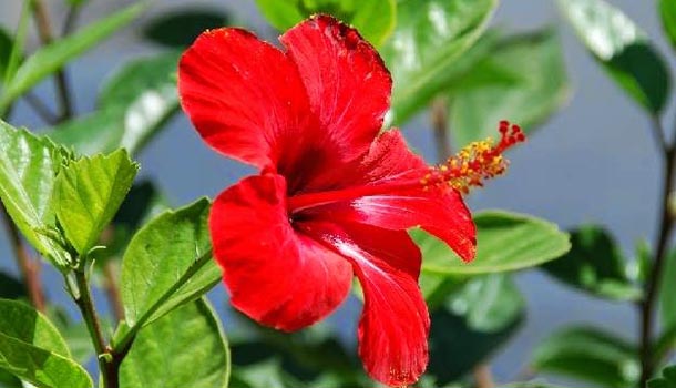 Tanaman Pekarangan Yang Bisa Membuat Wanita Cantik Alami