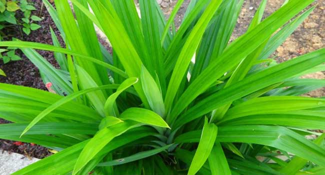 Tanaman Pekarangan Yang Bisa Membuat Wanita Cantik Alami