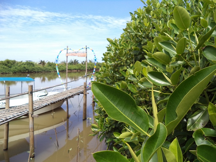 mangrove wana tirta