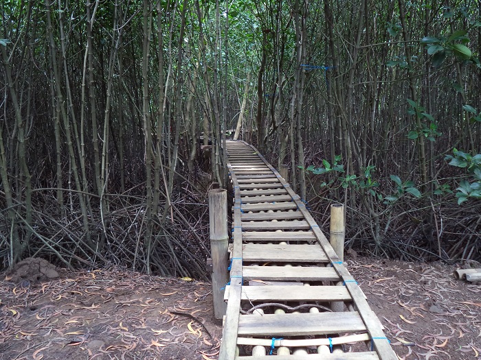 goa mangrove kulon progo