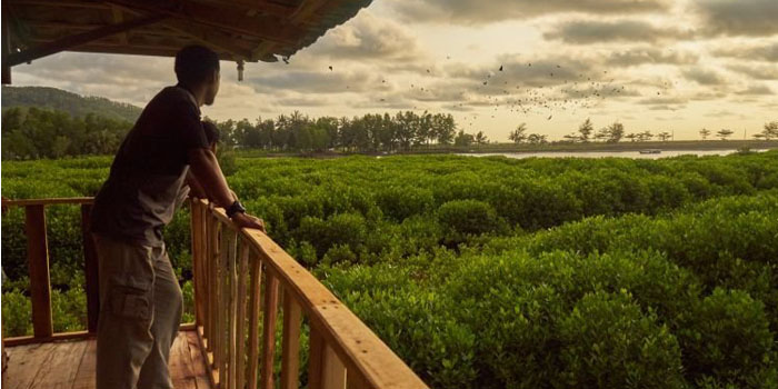 hutan mangrove kulon progo