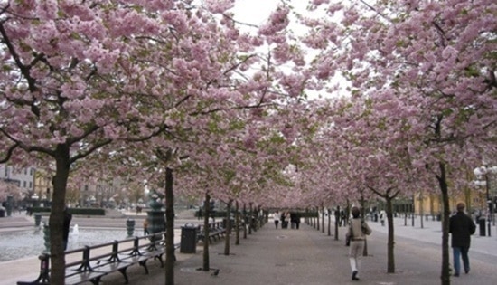 wisata bunga sakura