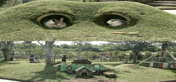 taman kelinci di indonesia
