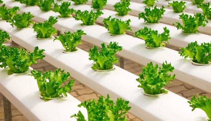 peluang usaha menguntungkan