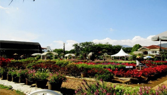 Keindahan Kebun Begonia 