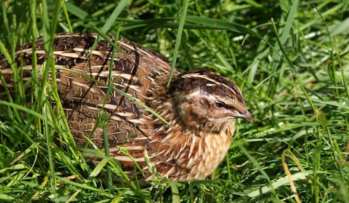 peluang usaha menguntungkan