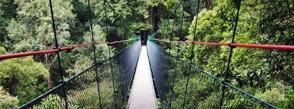 Canopy Trail Ciwalen