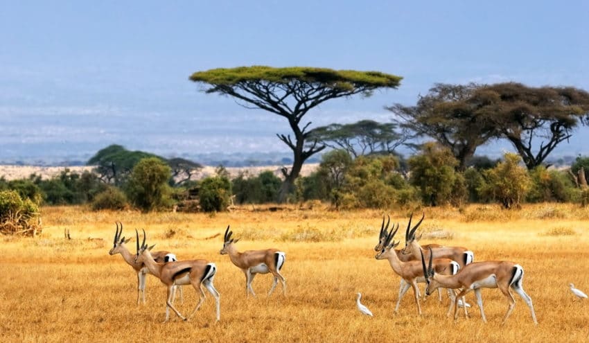 Padang Savana Baluran