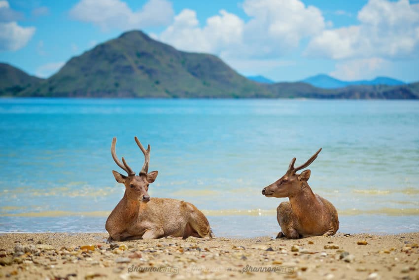 Taman Nasional Bali Barat