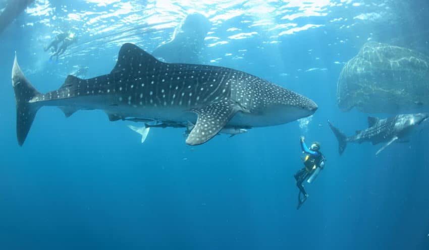 Taman Nasional Teluk Cendrawasih