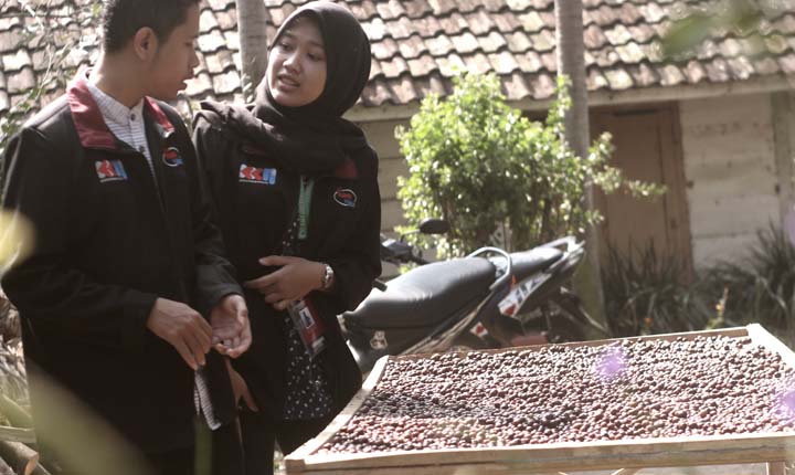 Pemberdayaan kopi ekselsa