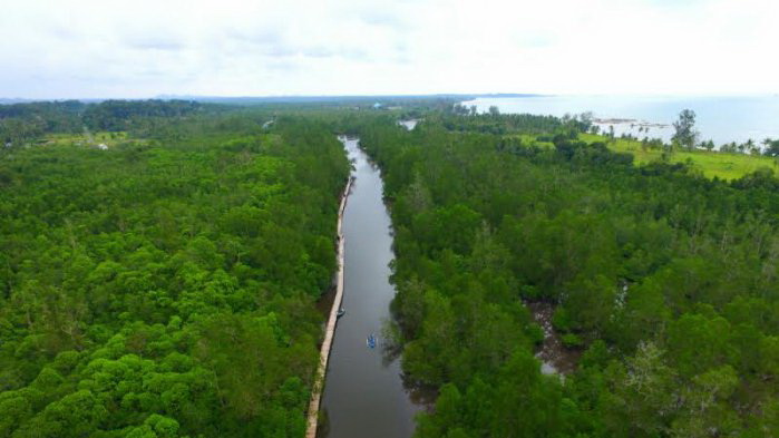 Mangrove Kuale via belitung.tribunnews