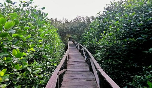 Wisata Alam Hutan Bakau Margomulyo