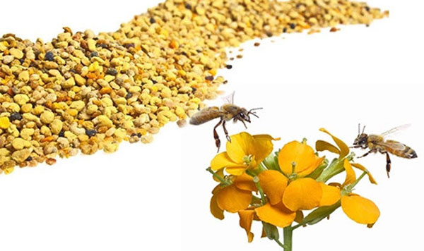 bee pollen complex lebah