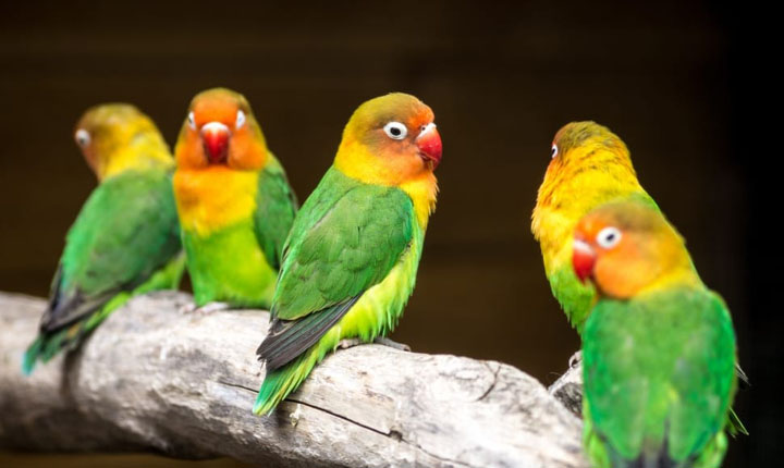 peluang bisnis burung kicau