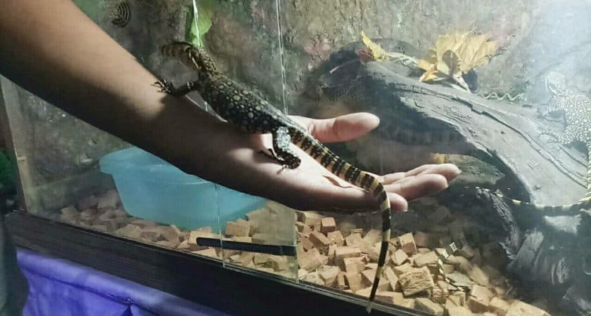 Hobi memelihara reptil