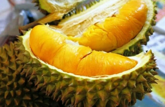 Bibit Durian Berlabel
