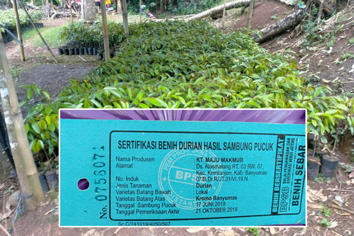 Bibit durian berlabel berkualitas