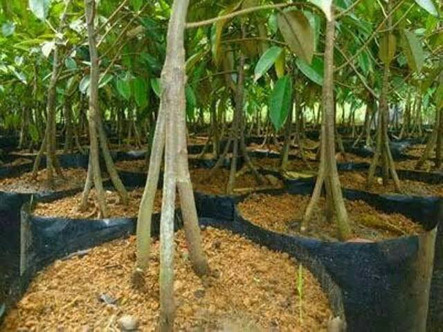 jual bibit musang king kaki 3