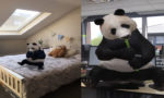 Google 3D Animal, Hibur Anak Anda Selama Masa Social Distancing!