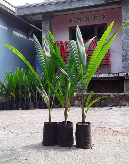 Harga bibit kelapa kopyor
