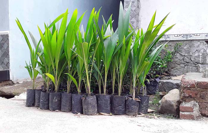 bibit kelapa kopyor jenis genjah