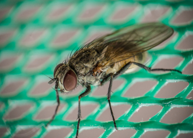 Cara Mudah dan Aman Untuk Mengusir Lalat