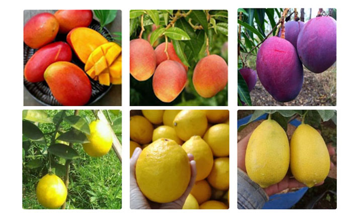 Pusat Jual Bibit Tanaman Buah Unggul